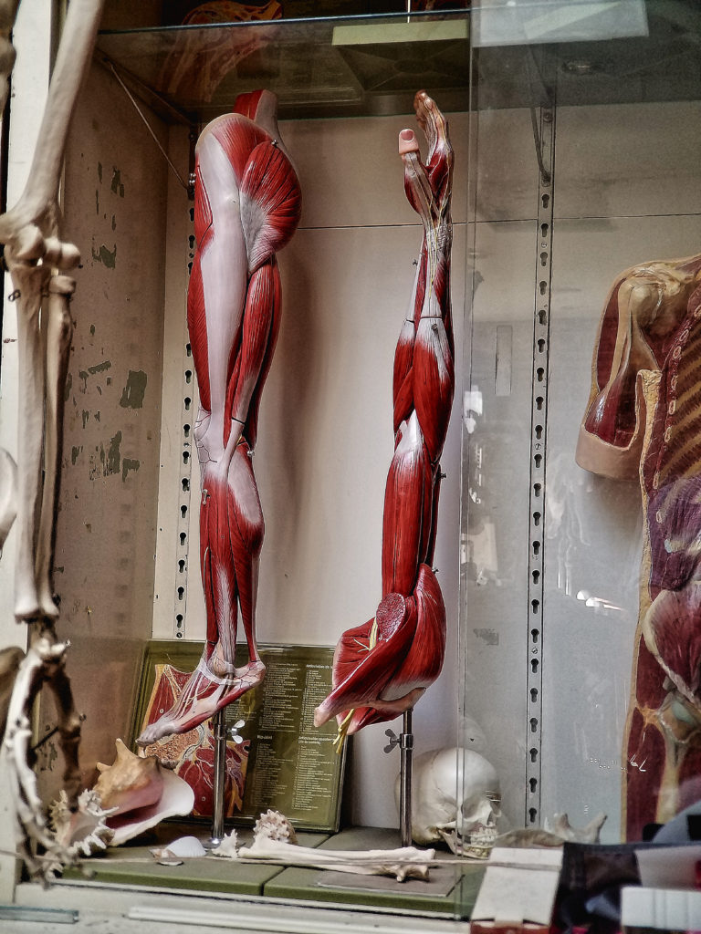 Anatomical Arm and Leg side view
