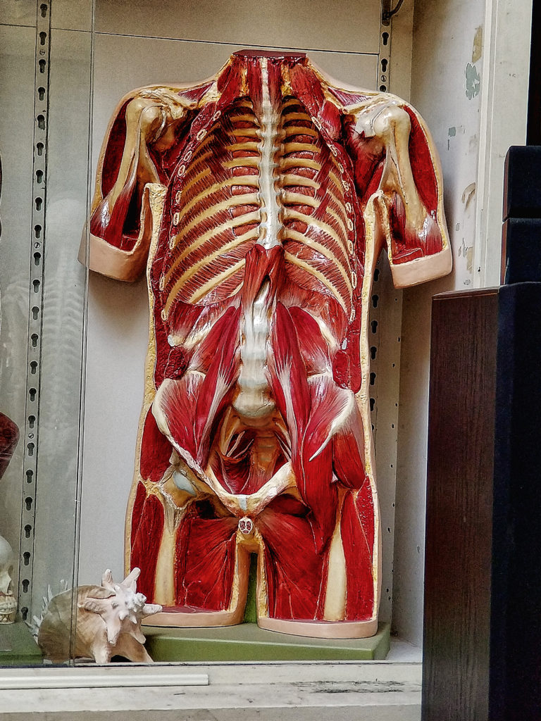 Anatomical Half Torso casting from life 1917-1920 Germany, hand painted to match dissection 