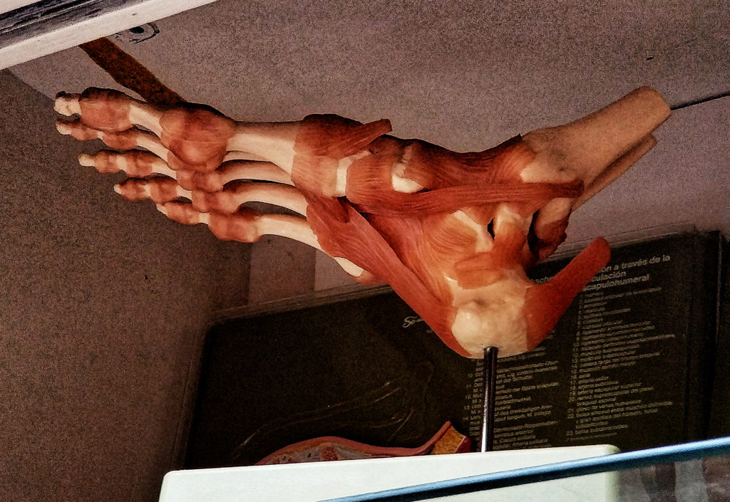 Ligament of the Foot, Bone and Ligaments