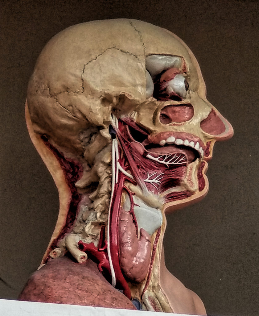 Anatomy Head Disection Level Four. Anatomical Head surface anatomy Dissection from life 1917-1920 Ge