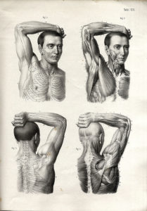 Elfinger Anton - Anatomie des Menschen die Knochen Muskel und Bänderlehre 1854