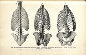 Ludwig Pfeiffer - Handbuch der Angewandten Anatomie 1899